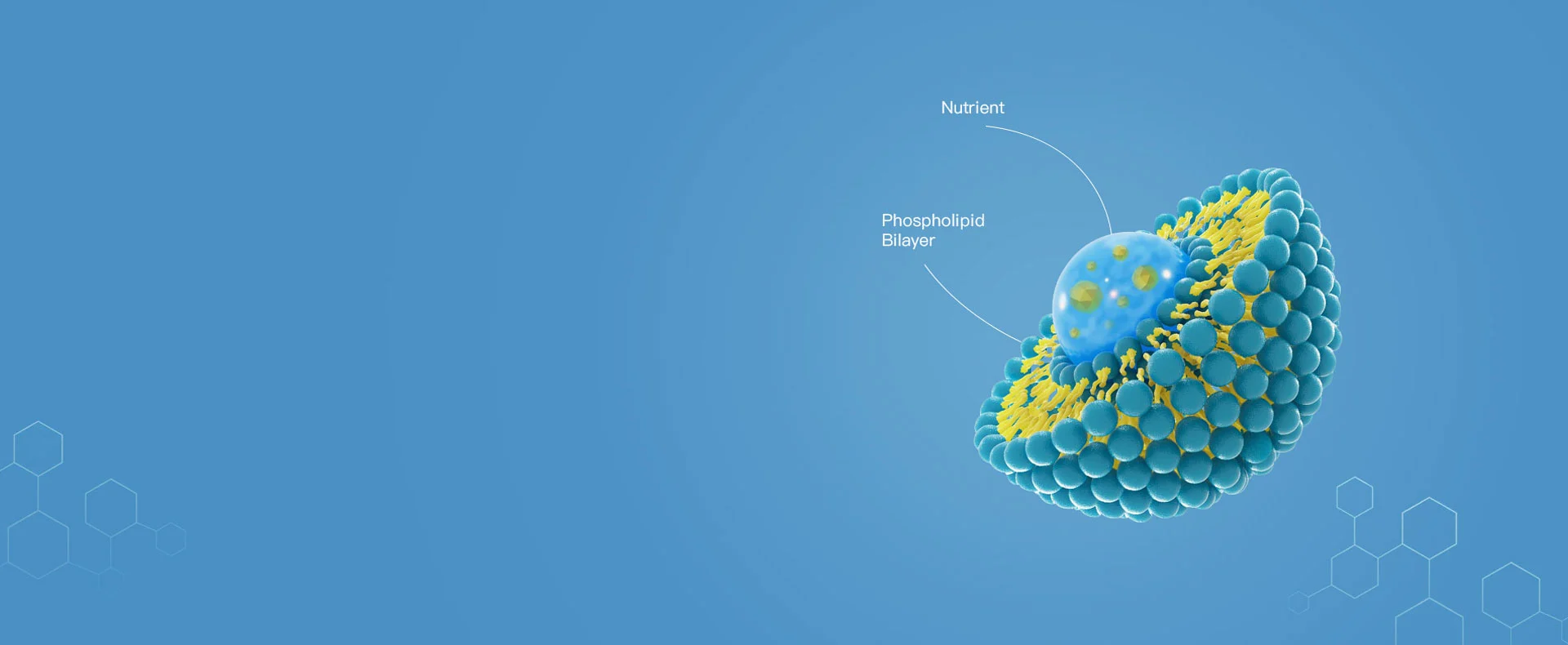 Tecnologia de Lipossoma Co-carregado de Campo Natural