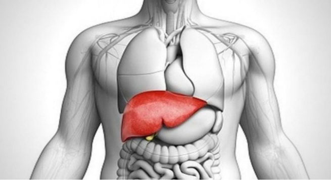 eurycoma longifolia jack extract