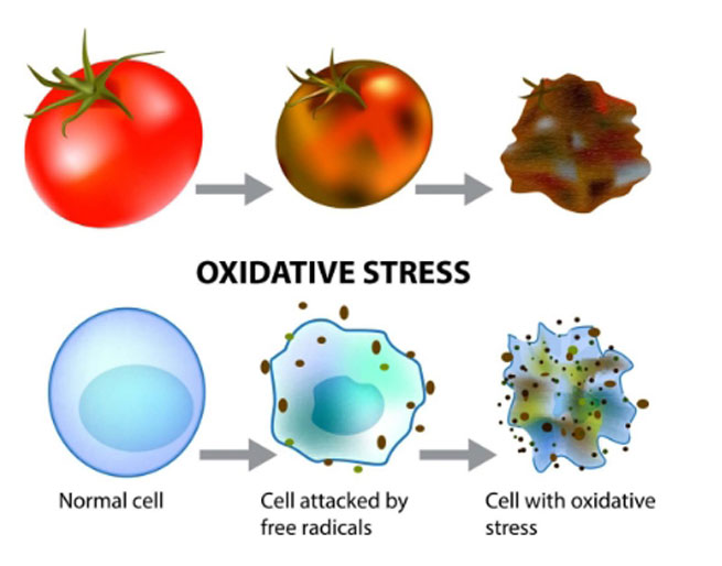 horney good weed powder 
