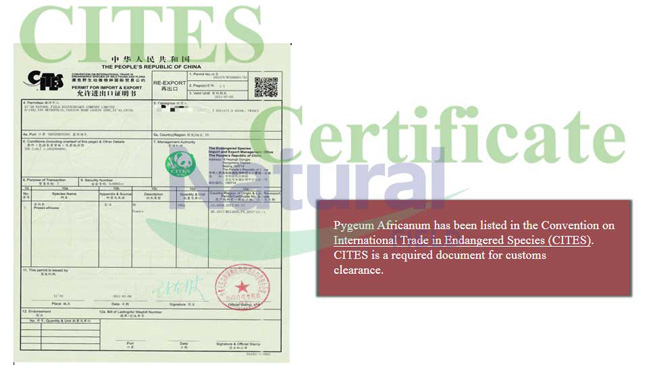saw palmetto extract vs powder