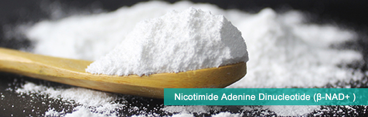 Nicotinamide Adenine Dinucleotide