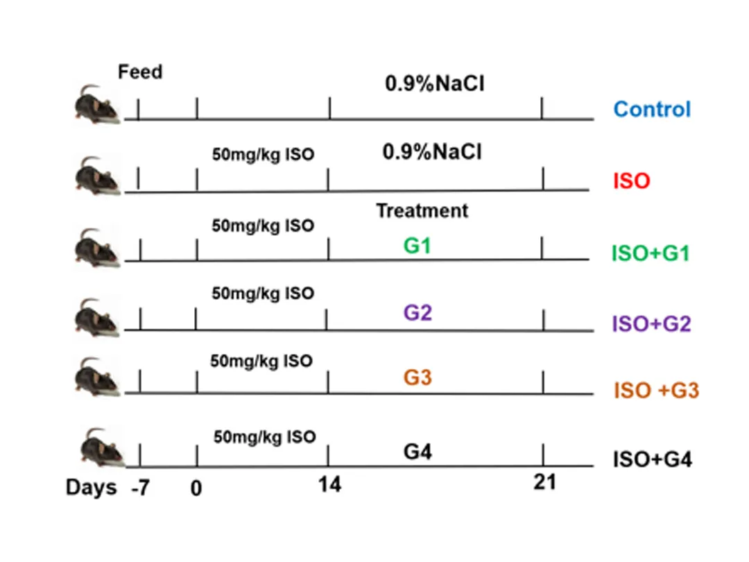 Uma nova força protetora para a saúde cardiovascular: a abordagem inovadora do NFLIpo®Lipossomas CoQ10 Co-carregados