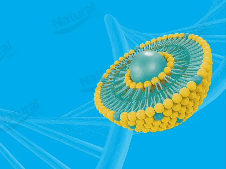 Como selecionar fornecedores de lipossoma de alta qualidade